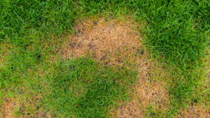 chinch bug lawn repair