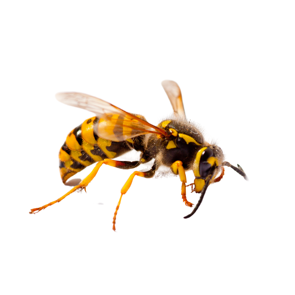 bee wasp control