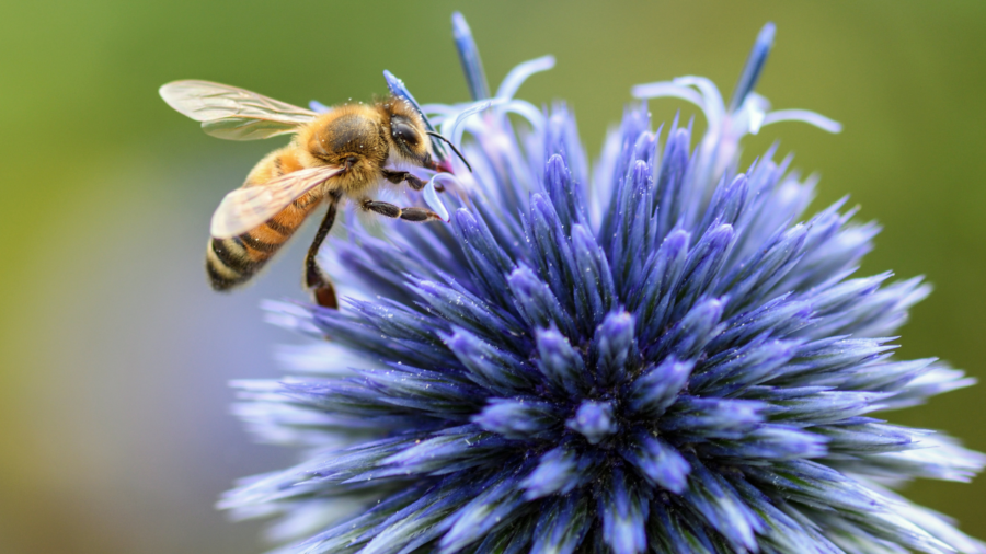 bees and wasps in Orange County