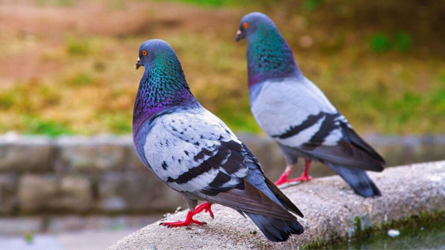 Bird control in San Diego
