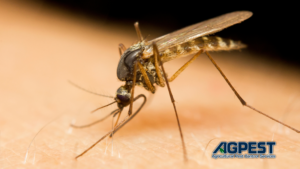west nile virus