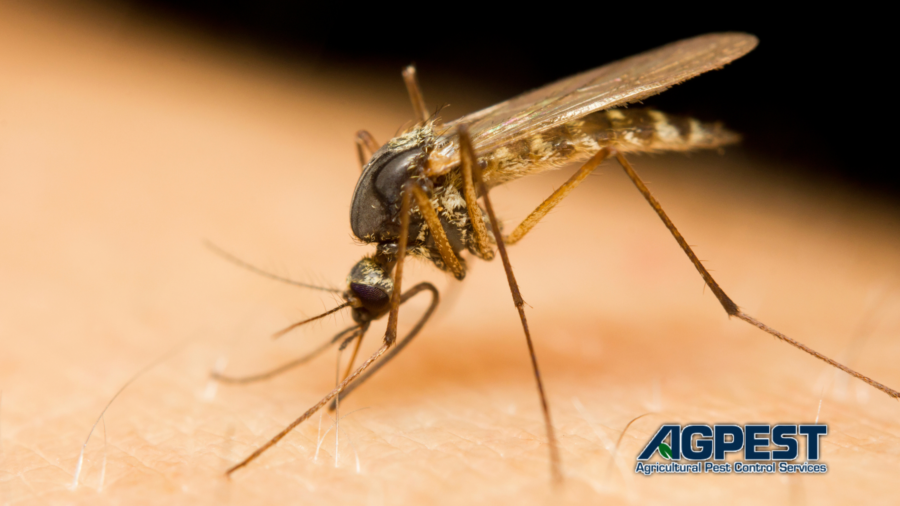 west nile virus