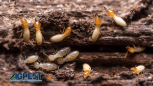 termite control orange county