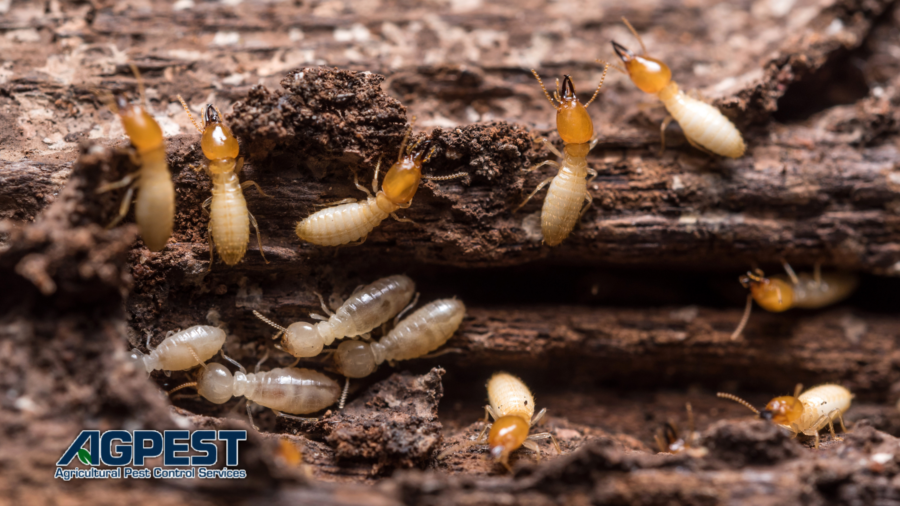 termite control orange county