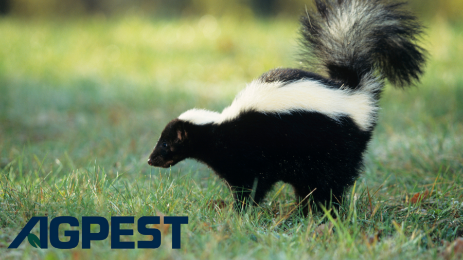 Common fall wildlife