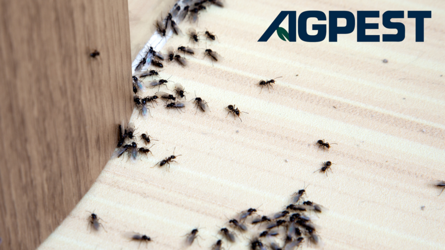 ant infestation