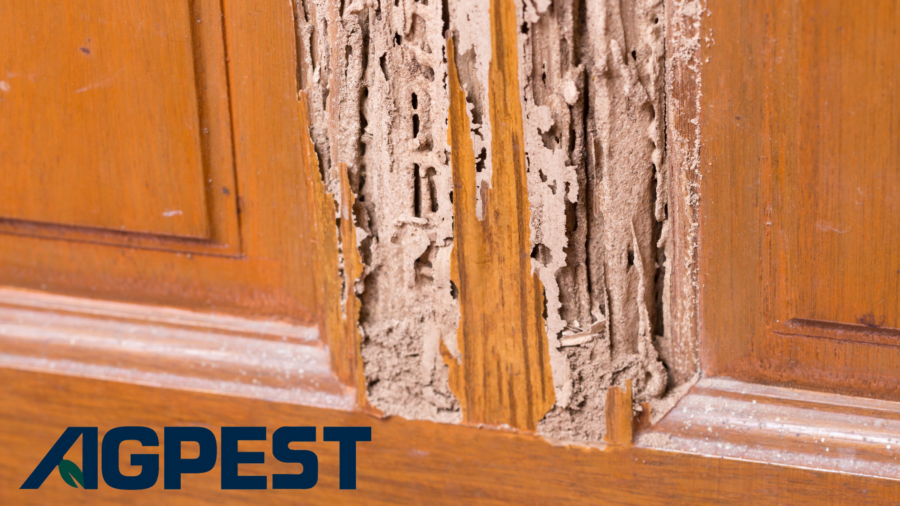 Termite damage