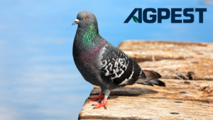 bird control methods