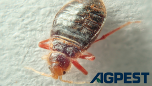 bed bug prevention