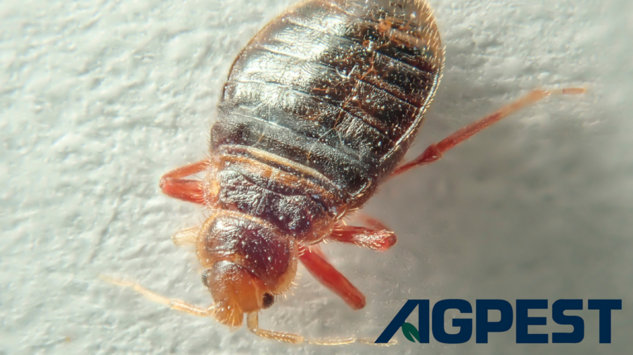 bed bug prevention