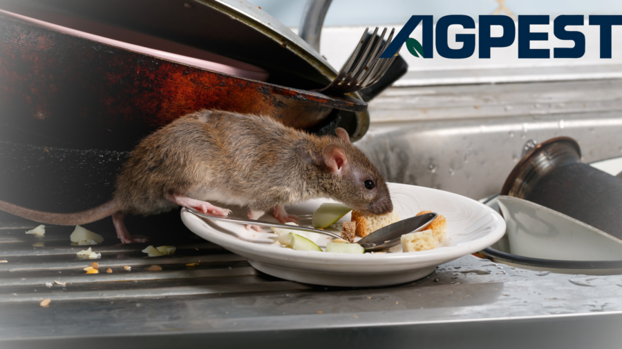 rodent infestations
