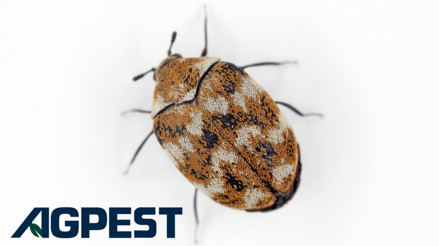 carpet beetles