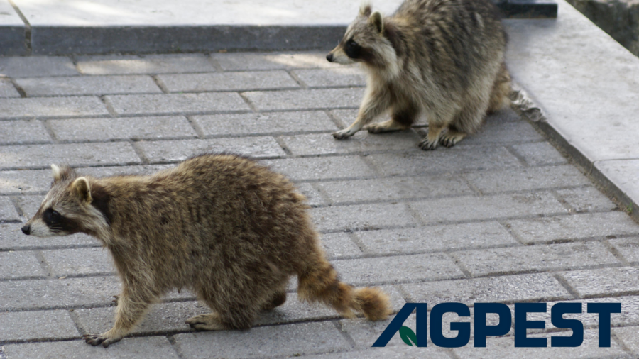 raccoon infestation
