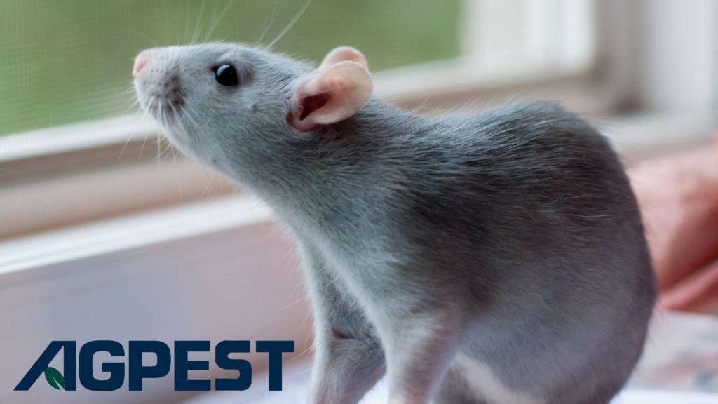 winter pest control