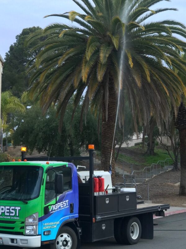 Palm weevil treatment San Diego