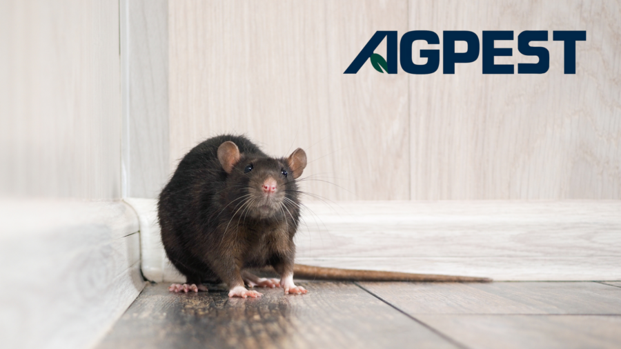 winter rodent control