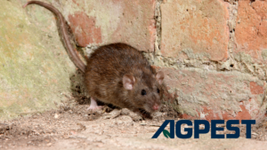 rodent control tips