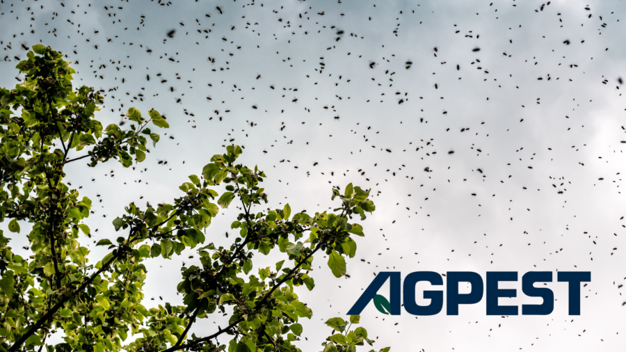 bee swarms