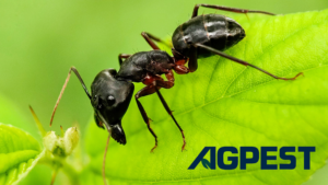 carpenter ants