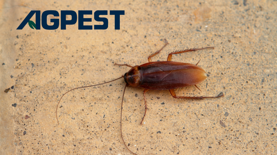 cockroach infestations