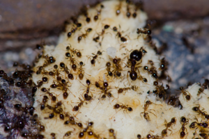 ant control near me