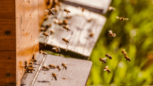 Bee Removal