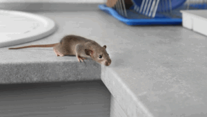 Pest Control San Diego