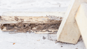 termite inspection