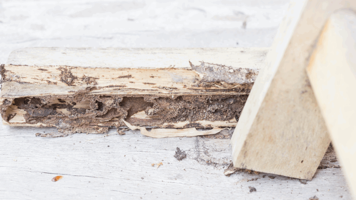 termite inspection