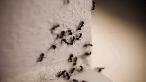 ant infestations