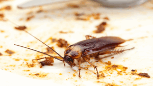 household pests