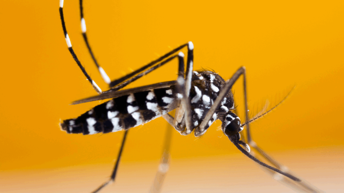 mosquito season