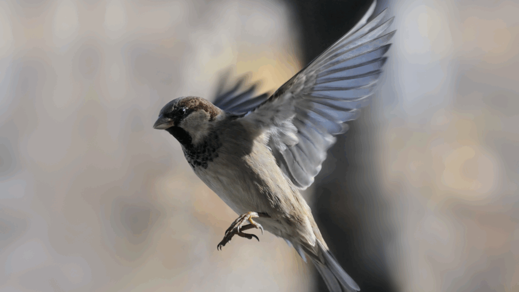 nuisance birds