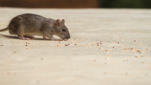 prevent rodents