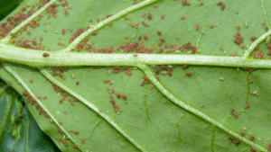 plant pests