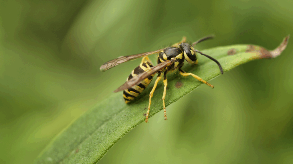 stinging pests
