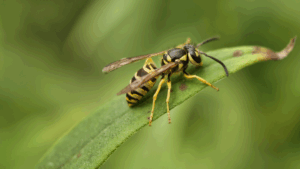stinging pests