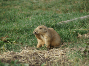 gopher holes