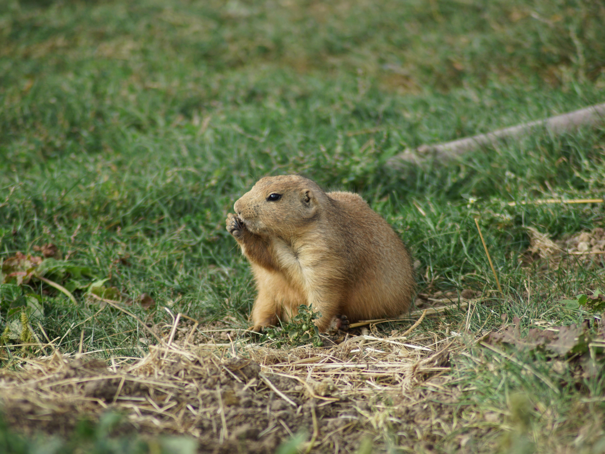 gopher holes
