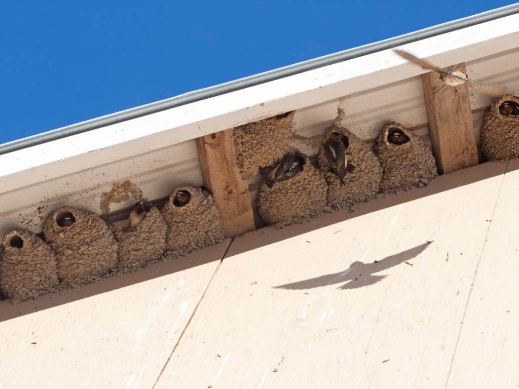 Mud Swallows