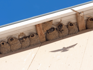 Mud Swallows
