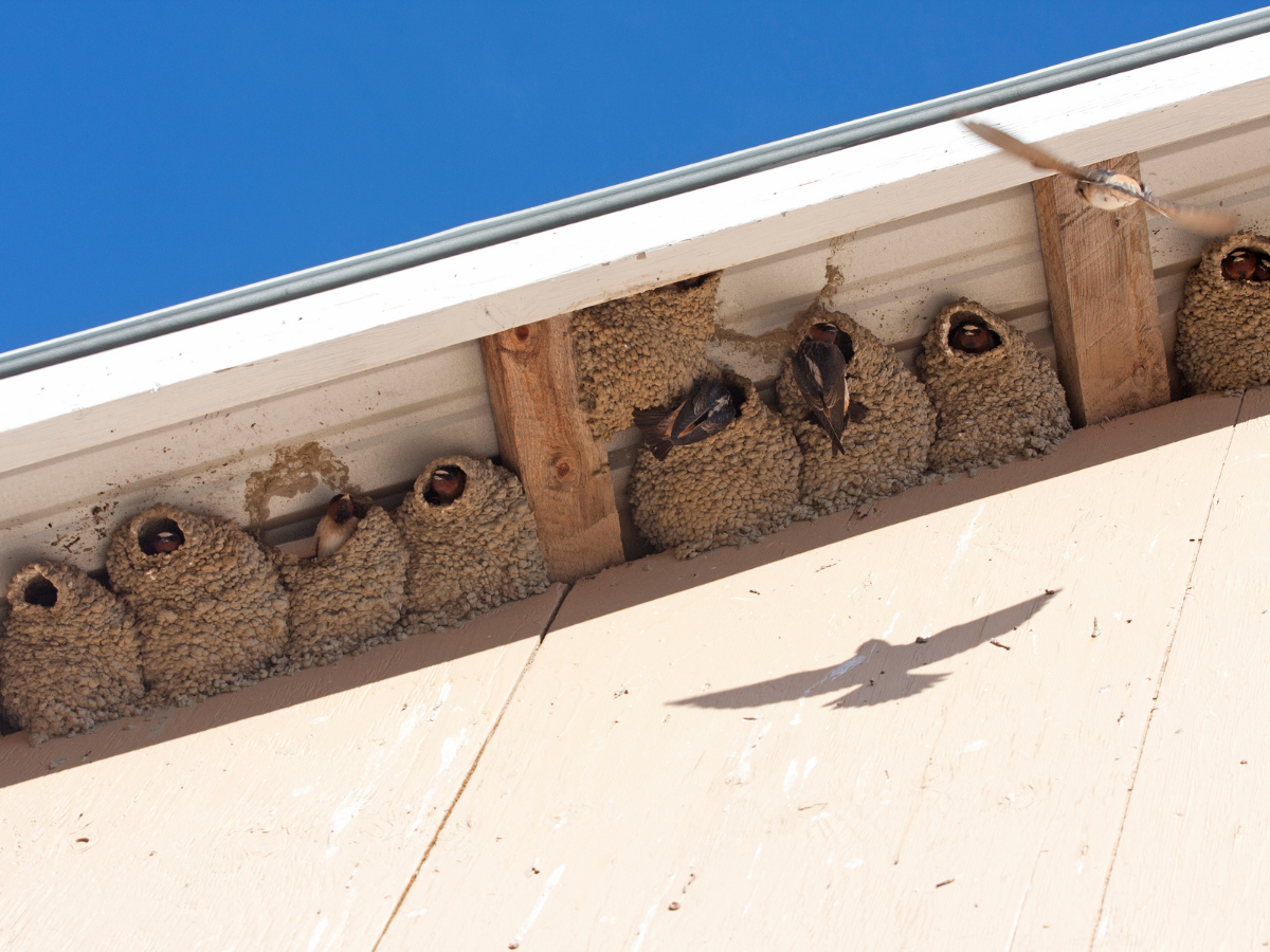 Mud Swallows