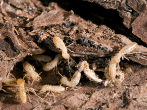Termite Control