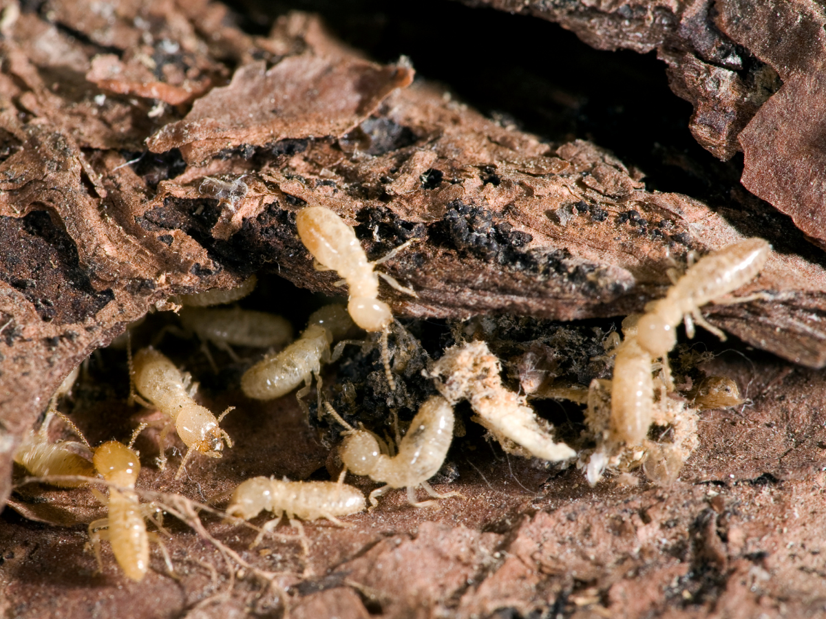 Termite Control
