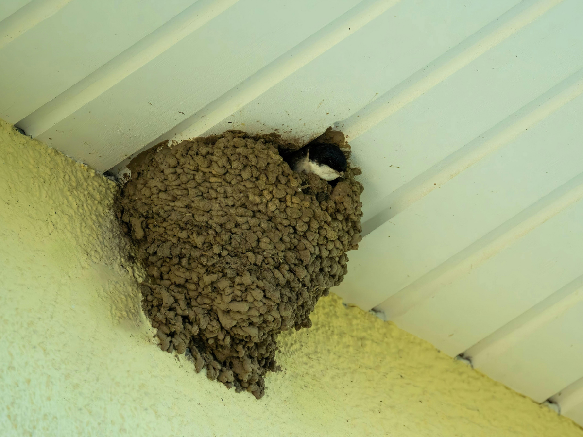 swallow nest removal
