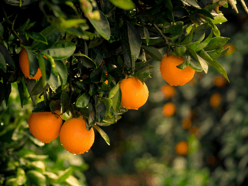 plant health services