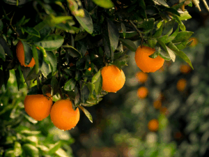 plant health services