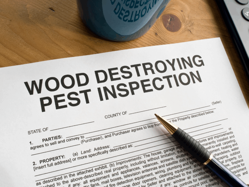 termite inspection