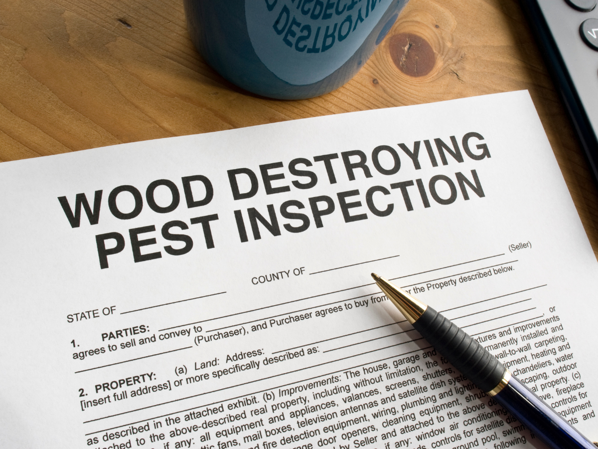 termite inspection