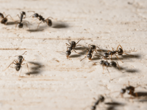 pest control services